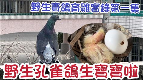 鴿子在家築巢風水|【鴿子風水】鴿子築巢、飛來家中的風水徵兆，好運還是凶兆？